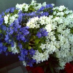 Campanula03