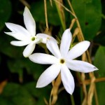 Jasmine07