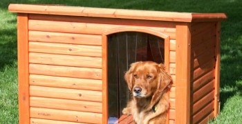 Wood-Dog-House-7