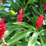 grow-ginger-1