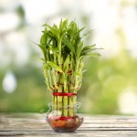 lucky_bamboo15